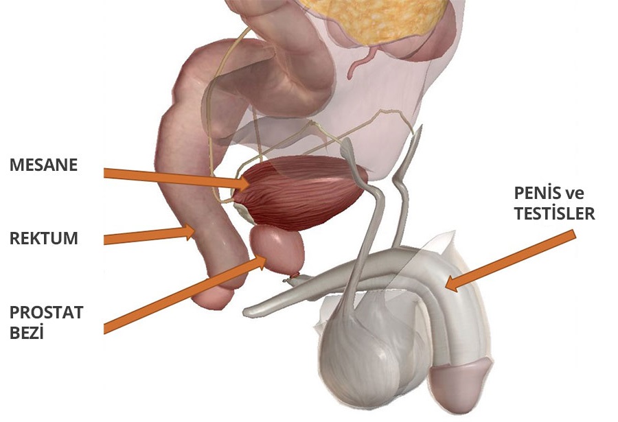 prostat resim